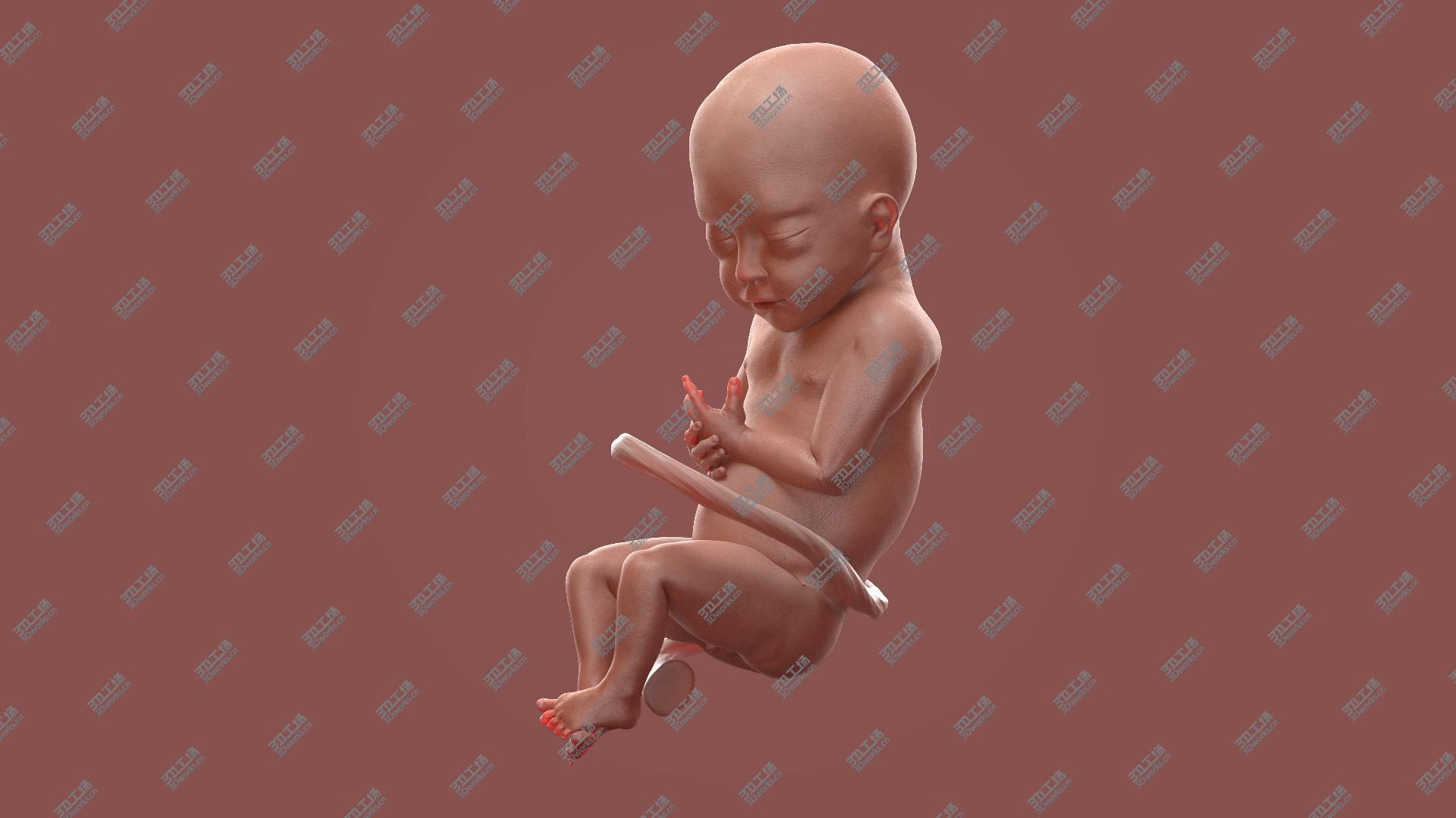 images/goods_img/20210313/Baby Boy at 28 Weeks Rigged model/2.jpg